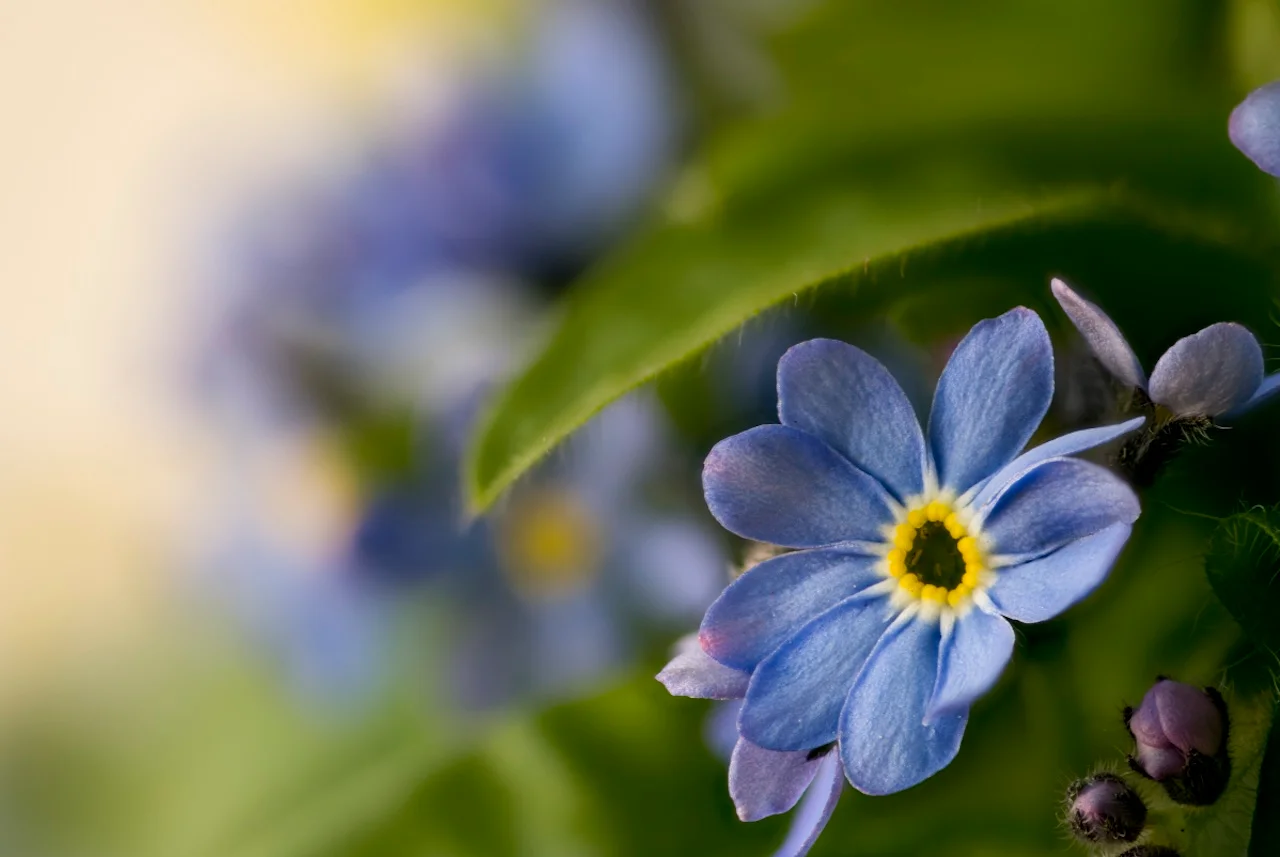 FokusDEMENZ - erblühte Blume 